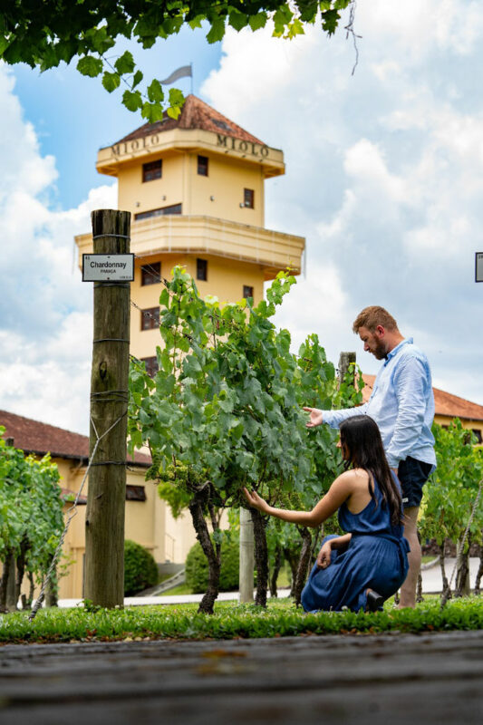 Tour Italiano Premium com 03 Vinícolas + Epopeia Italiana